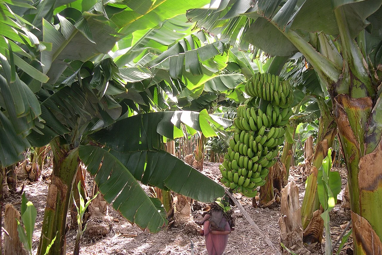 Vista ilustrativa de un cultivo de banano